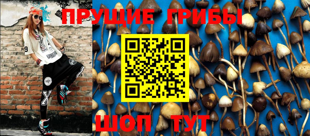 Псилоцибиновые грибы Psilocybine cubensis Пугачёв